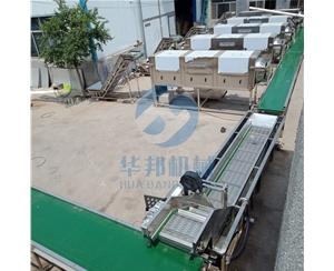 現(xiàn)場直觀 去皮核桃仁 核桃仁去皮機